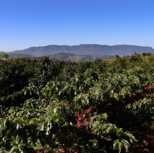 From Humble Grounds to Global Stage: The Rise of Mexico's Independent Coffee Farmers