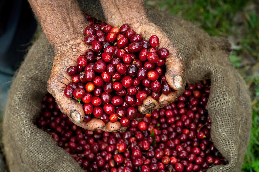 A Guide to Mexican Coffee