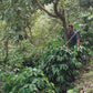 Herencia Chiapas Mexico